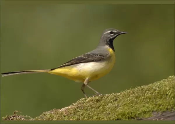 Grey Wagtail - Male standing on moss covered wood