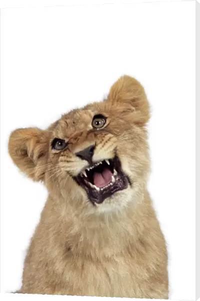 Lion cub (approx 16 weeks old) growling