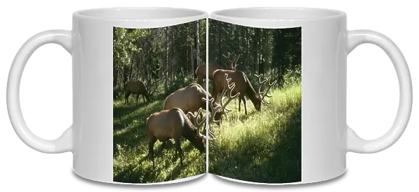 Wapiti (Elk) Grazing in woodland, Rockies