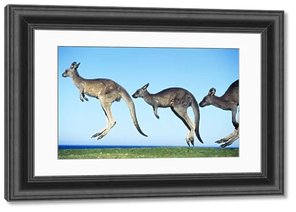 Eastern Grey Kangaroo - hopping Southern New South Wales, Australia