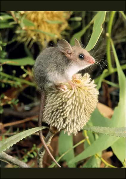 Western Pygmy Possum - on banksia
