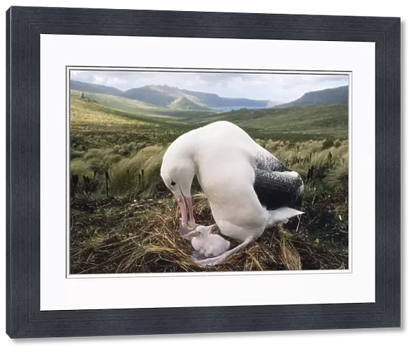 Southern Royal Albatross - adult feeding young chick in nest Campbell Island, New Zealand