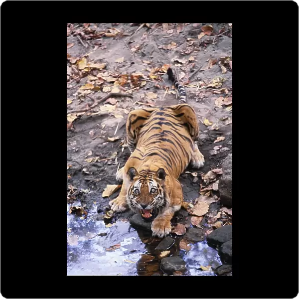 Indian  /  Bengal Tiger Named Charger'- the most aggresive Male Tiger Defending the waterhole Bandhavgarh National Park INDIA