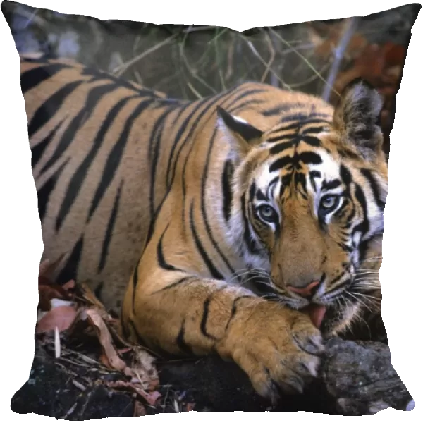 Royal Bengal  /  Indian Tiger - cleaning its paw, Bandhavgarh National Park, India