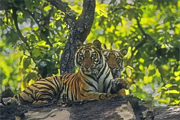 Royal Bengal Tigers (brothers) on the hill-top, Bandhavgarh National Park, India