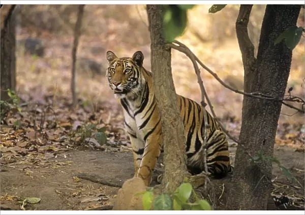 Bengal  /  Indian Tiger - on look out for kill. Bandhavgarh National Park - India