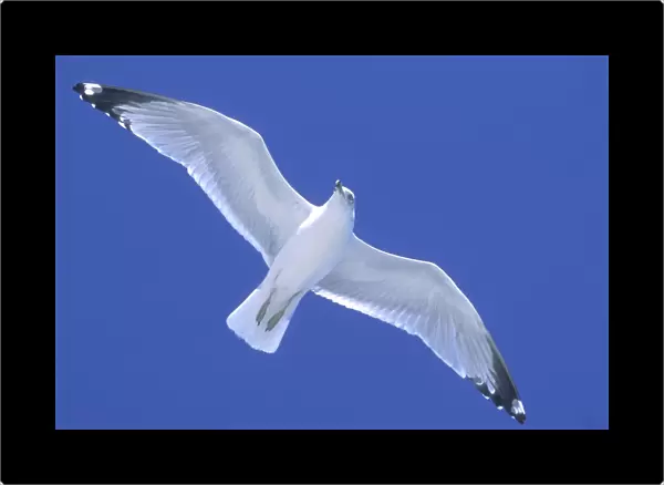 Ringed-Billed Gull - In flight, soaring on wind South Carolina Coast, USA
