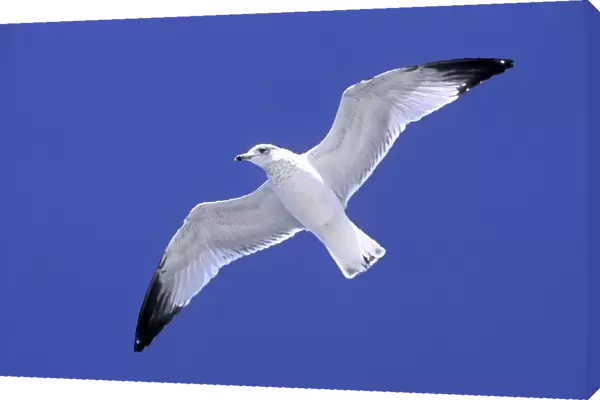 Ringbilled Gull in flight against wind, South Carolina coast, USA