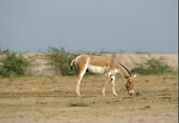Asian Wild Ass  /  Asiatic Wild Ass  /  Kulan  /  onager  /  khur  /  dzigettai - grazing. Little Rann of Kutch, Gujarat, India