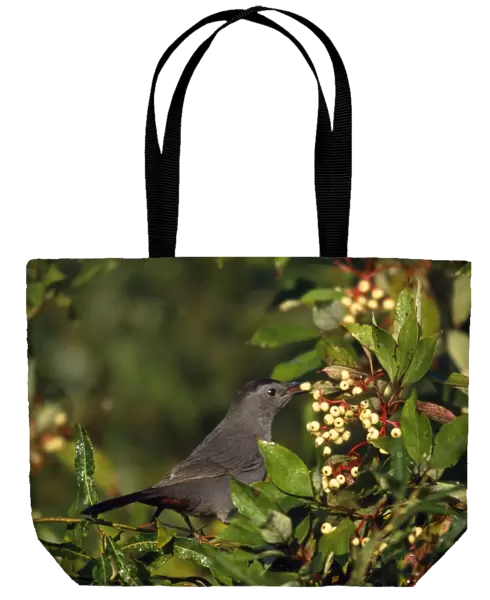 Gray Catbird - with Dogwood berry in beak Hamden, Connecticut, USA