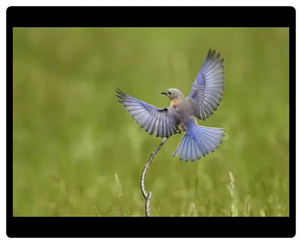 Eastern Bluebird female in flight. Hamden CT, USA