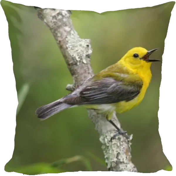 Prothonotary Warbler - spring plumage Connecticut, USA
