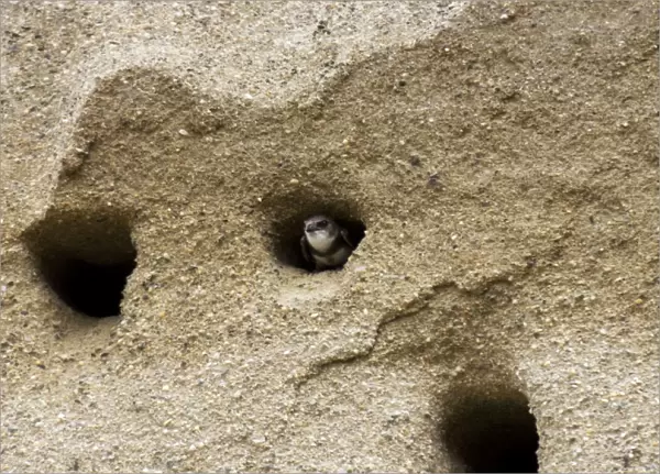 Bank Swallow  /  Sand Martin - looking out from nest hole in sand bank