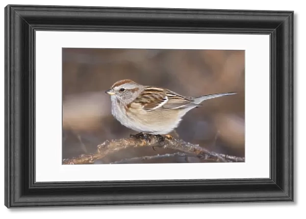 American Tree Sparrow - winter CT. December. USA