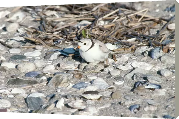 Piping Plover - on nest with eggs Threatened species