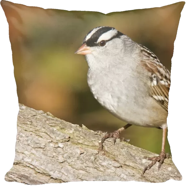 White-crowned Sparrow - East Haven CT, October, USA