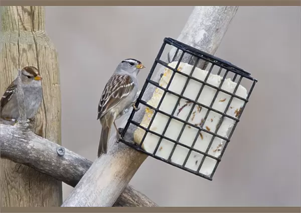 White-crowned Sparrow - eating suet. New Mexico in February