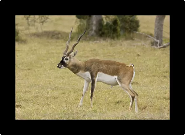 Blackbuck originated mainly in India but have been introduced and now occur in the wild in the thousands