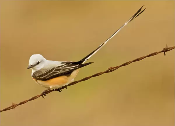 Scissor-tailed flycatcher South Florida in March