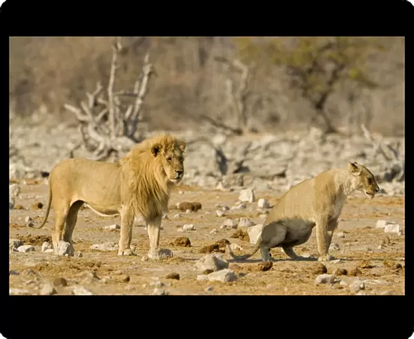 Lion Female urinating infront of a pride male Etosha National Park, Namibia, Africa