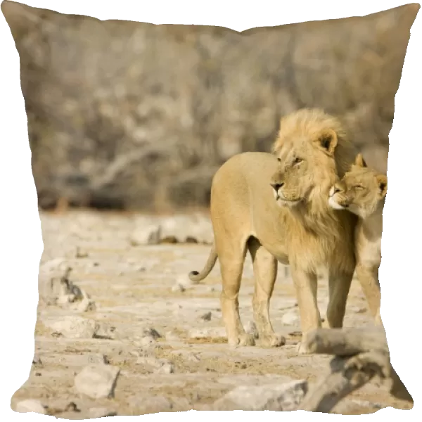 Lion Male and female showing affection Etosha National Park, Namibia, Africa