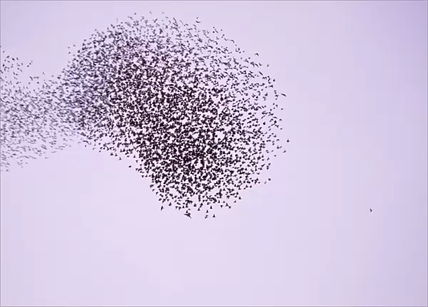 Starlings Flock expanding and contracting in response to a peregrine attack Eastbourne, East Sussex, South East England