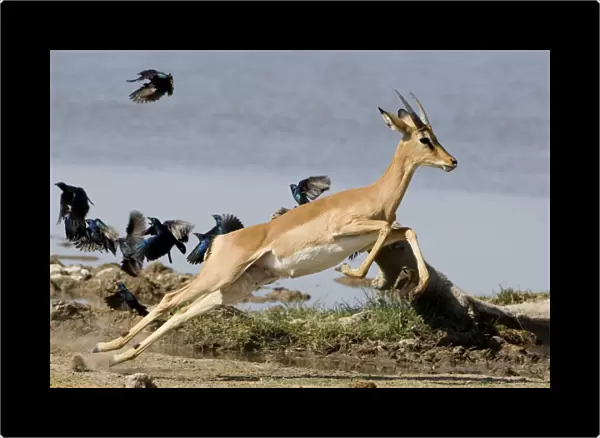 Black Faced Impala-Young male taking flight with starlings in the background Etosha National Park-Northern Namibia-Africa