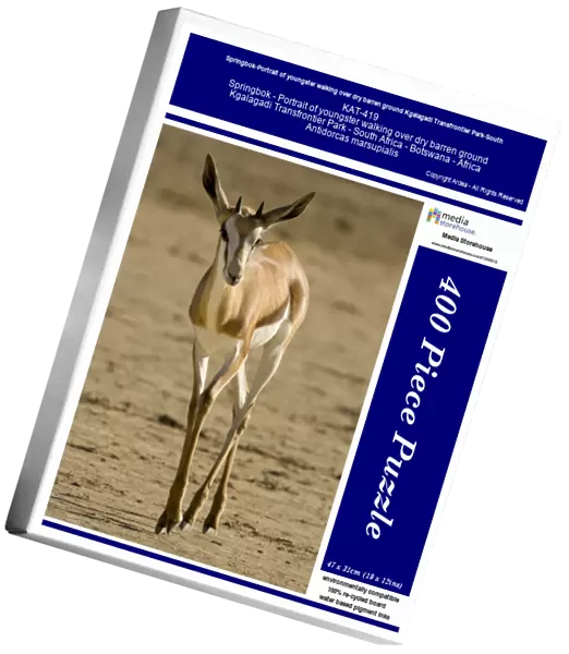 Springbok-Portrait of youngster walking over dry barren ground Kgalagadi Transfrontier Park-South Africa-Botswana-Africa