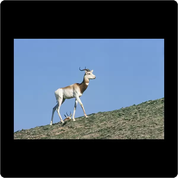 Senegal Dama Gazelle - also known as Addra gazelle, ariel, nanger and ril. Male