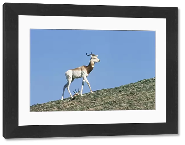 Senegal Dama Gazelle - also known as Addra gazelle, ariel, nanger and ril. Male