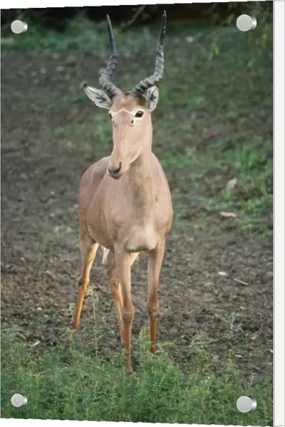Hunter's Hartebeest  /  Hunter's Antelope  /  Hirola  /  Foureyed Antalope