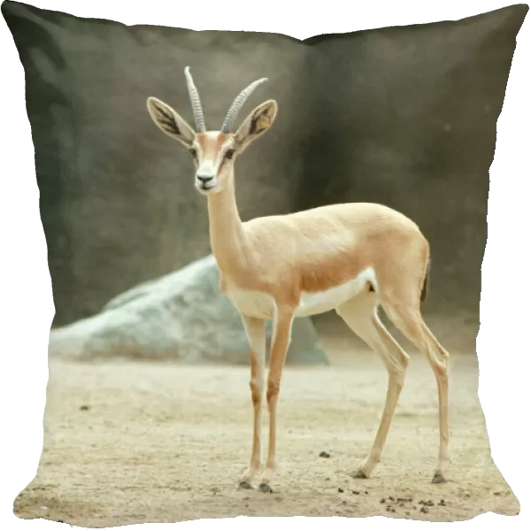 Saharan Dorcas Gazelle - female
