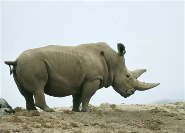 Northern White Rhinoceros Male