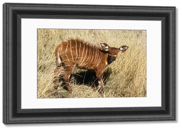 Eastern Bongo Antelope - calf