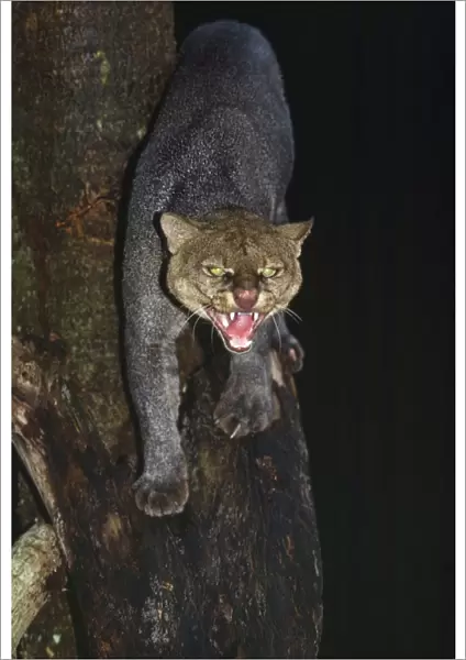 Jaguarundi - hunting at night Guyana, South America