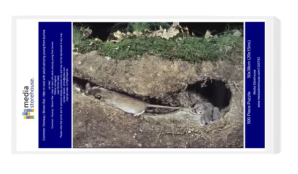 Common  /  Norway  /  Brown Rat - litter in nest with adult carrying young from burrow