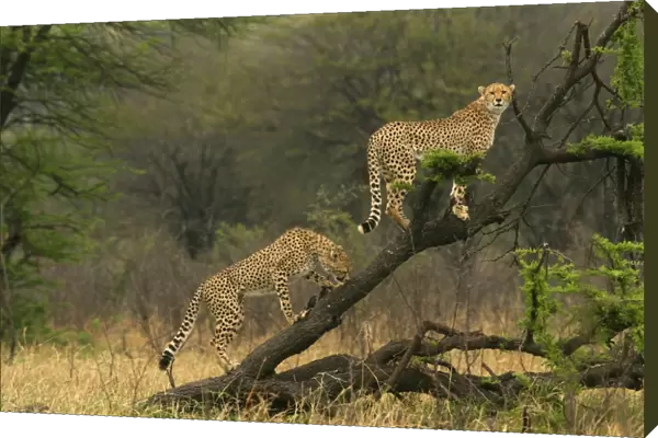 Cheetah - two in tree. Maasai Mara - Kenya - Africa