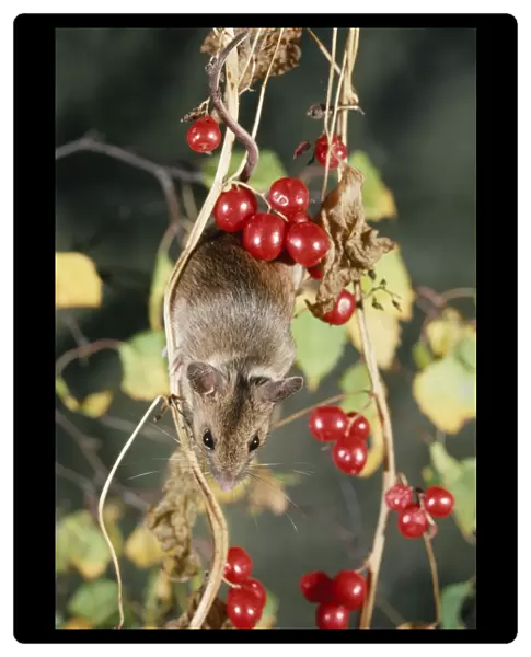 Wood Mouse - climbing for berries