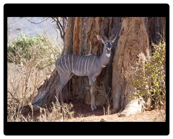 Lesser kudu - in Ngulia Rhino Sanctuary Tsavo West National Park, Kenya, East Africa