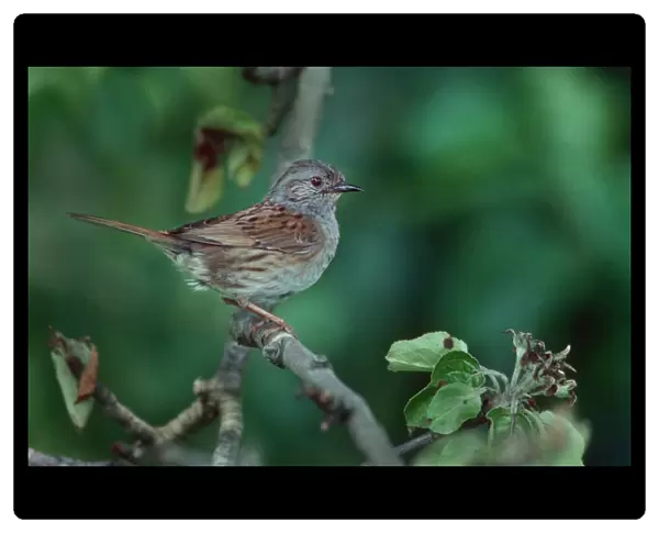 Dunnock  /  Hedge Sparrow on branch
