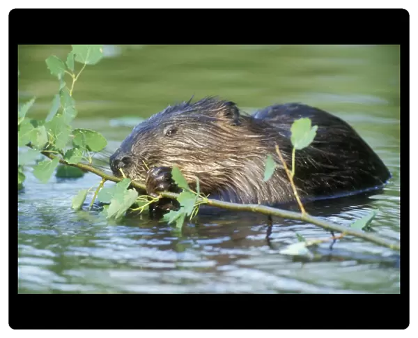 Beaver Eating in water