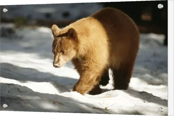 Black Bear (Light brown colouring)