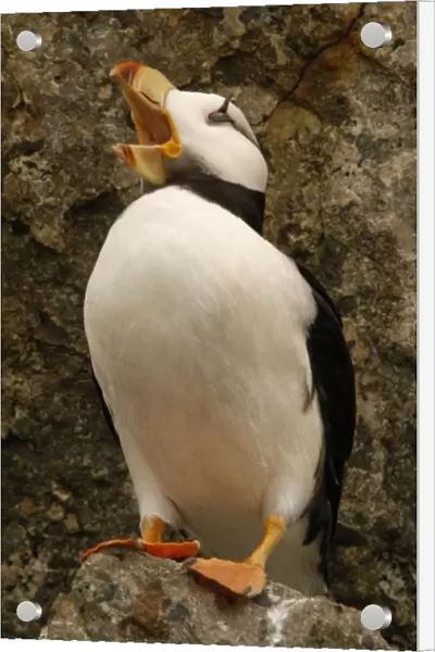 Horned Puffin With open beak
