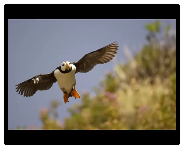 Horned Puffin In flight