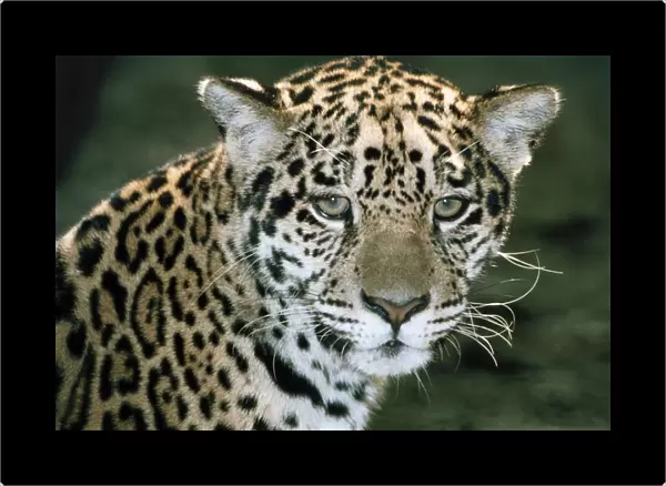 Jaguar - South America