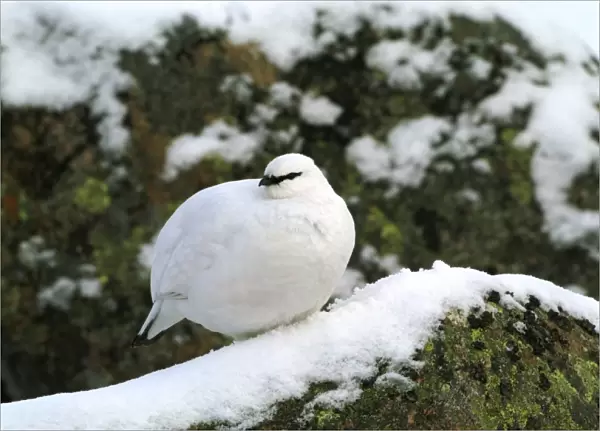 Ptarmigan - female, Winter Cairngorns Scotland, February