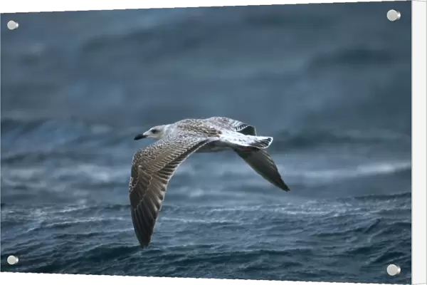 Juvenile Great Black-backed Gull over waves Isles of Scilly, August