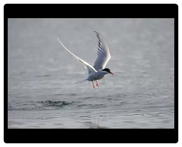 Adult Arctic Tern - in flight. Wales July