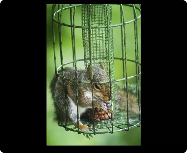Grey Squirrel - feeding inside squirrel proof bird nut feeder. Oxon UK