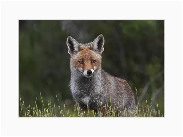 Female Red Fox Monfrague Spain April